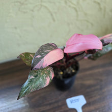 Load image into Gallery viewer, #R55 Philodendron Pink Princess Galaxy Marble