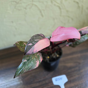 #R55 Philodendron Pink Princess Galaxy Marble