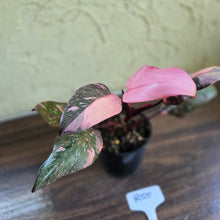 Load image into Gallery viewer, #R55 Philodendron Pink Princess Galaxy Marble