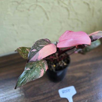 #R55 Philodendron Pink Princess Galaxy Marble