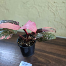 Load image into Gallery viewer, #R55 Philodendron Pink Princess Galaxy Marble