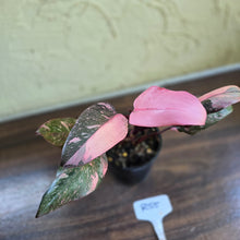 Load image into Gallery viewer, #R55 Philodendron Pink Princess Galaxy Marble