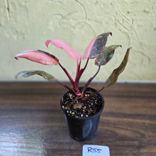 Load image into Gallery viewer, #R55 Philodendron Pink Princess Galaxy Marble