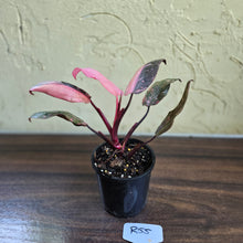 Load image into Gallery viewer, #R55 Philodendron Pink Princess Galaxy Marble