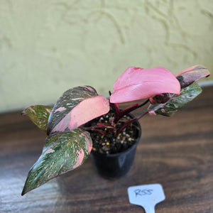 #R55 Philodendron Pink Princess Galaxy Marble