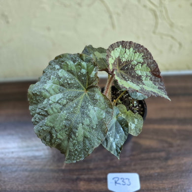 #R33 Begonia Unknown