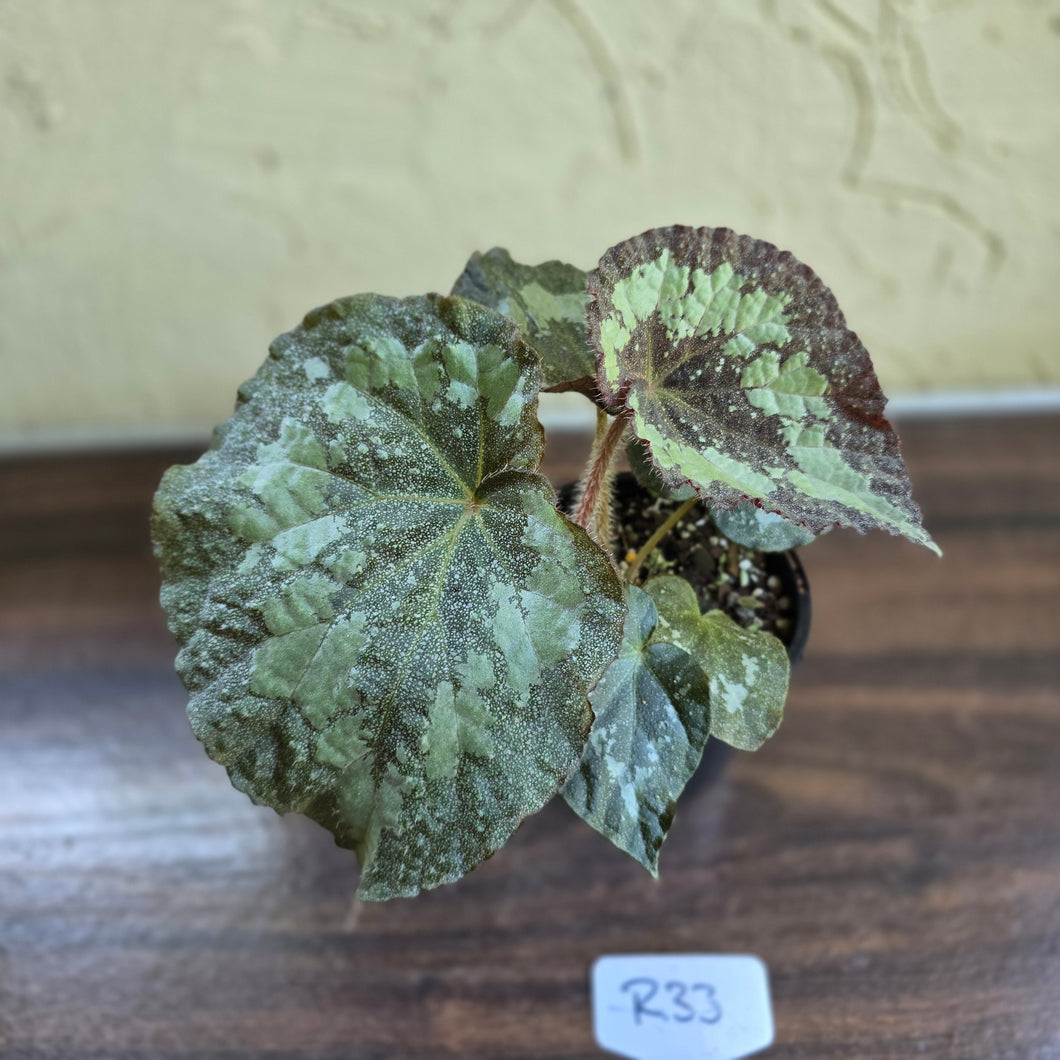 #R33 Begonia Unknown