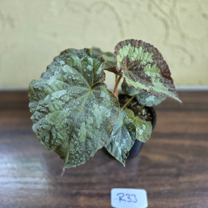 #R33 Begonia Unknown