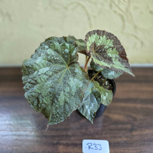 #R33 Begonia Unknown