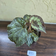 Load image into Gallery viewer, #R33 Begonia Unknown