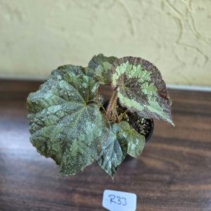 #R33 Begonia Unknown