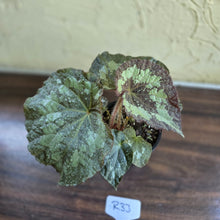 Load image into Gallery viewer, #R33 Begonia Unknown