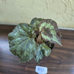 #R33 Begonia Unknown
