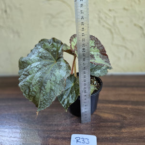 #R33 Begonia Unknown
