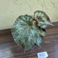 Load image into Gallery viewer, #R33 Begonia Unknown