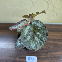 Load image into Gallery viewer, #R33 Begonia Unknown