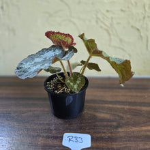 Load image into Gallery viewer, #R33 Begonia Unknown