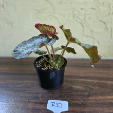 Load image into Gallery viewer, #R33 Begonia Unknown