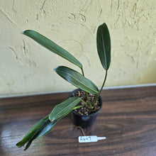 Load image into Gallery viewer, #R447 Philodendron Callosum