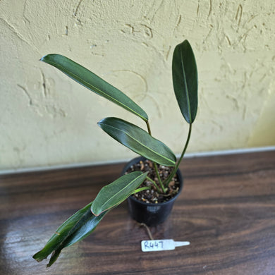 #R447 Philodendron Callosum