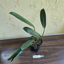 Load image into Gallery viewer, #R447 Philodendron Callosum