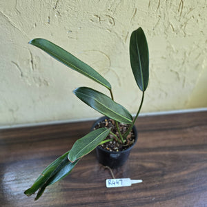 #R447 Philodendron Callosum