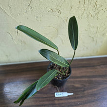 Load image into Gallery viewer, #R447 Philodendron Callosum