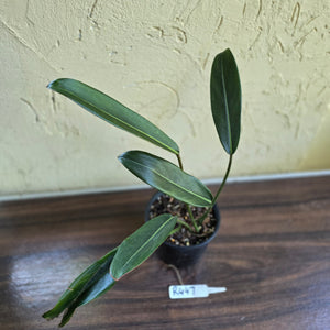 #R447 Philodendron Callosum