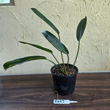 Load image into Gallery viewer, #R447 Philodendron Callosum