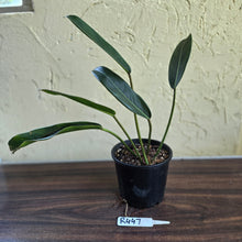 Load image into Gallery viewer, #R447 Philodendron Callosum