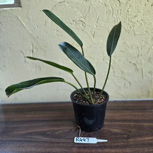 #R447 Philodendron Callosum