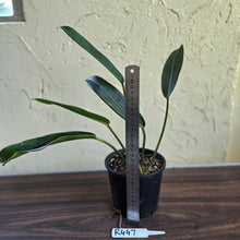 Load image into Gallery viewer, #R447 Philodendron Callosum