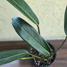 Load image into Gallery viewer, #R447 Philodendron Callosum