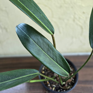 #R447 Philodendron Callosum