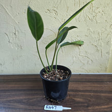 Load image into Gallery viewer, #R447 Philodendron Callosum
