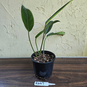 #R447 Philodendron Callosum