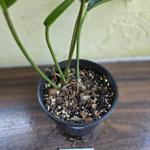 Load image into Gallery viewer, #R447 Philodendron Callosum