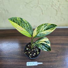 Load image into Gallery viewer, #D729 Variegated Monstera Peru