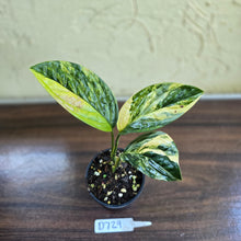 Load image into Gallery viewer, #D729 Variegated Monstera Peru