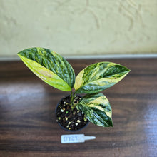 Load image into Gallery viewer, #D729 Variegated Monstera Peru
