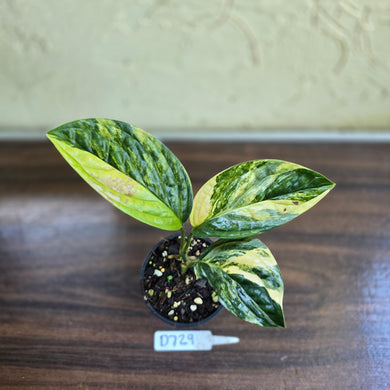 #D729 Variegated Monstera Peru