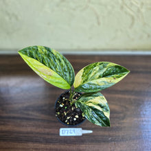 Load image into Gallery viewer, #D729 Variegated Monstera Peru