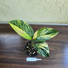 Load image into Gallery viewer, #D729 Variegated Monstera Peru