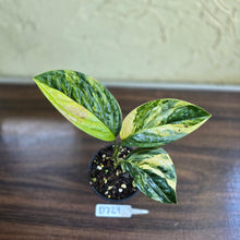 Load image into Gallery viewer, #D729 Variegated Monstera Peru