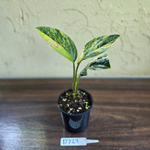 Load image into Gallery viewer, #D729 Variegated Monstera Peru