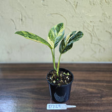 Load image into Gallery viewer, #D729 Variegated Monstera Peru
