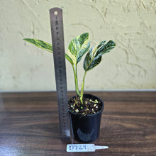 Load image into Gallery viewer, #D729 Variegated Monstera Peru