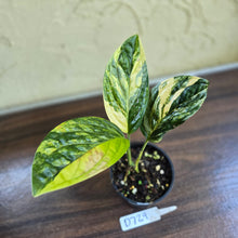 Load image into Gallery viewer, #D729 Variegated Monstera Peru