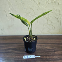 Load image into Gallery viewer, #D729 Variegated Monstera Peru
