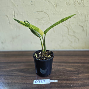 #D729 Variegated Monstera Peru